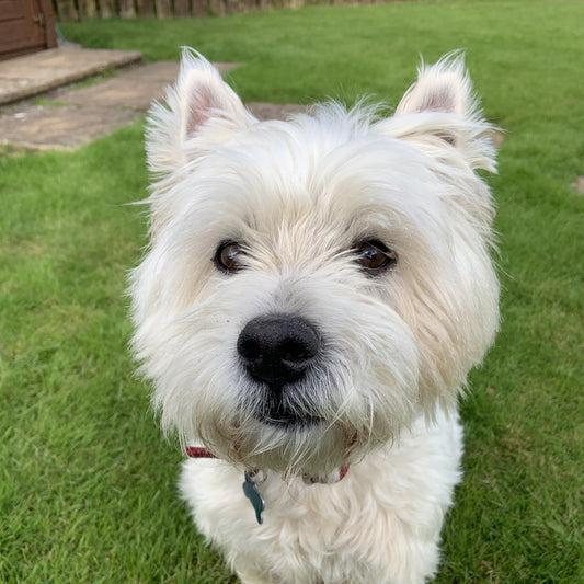Pet Photo Tips